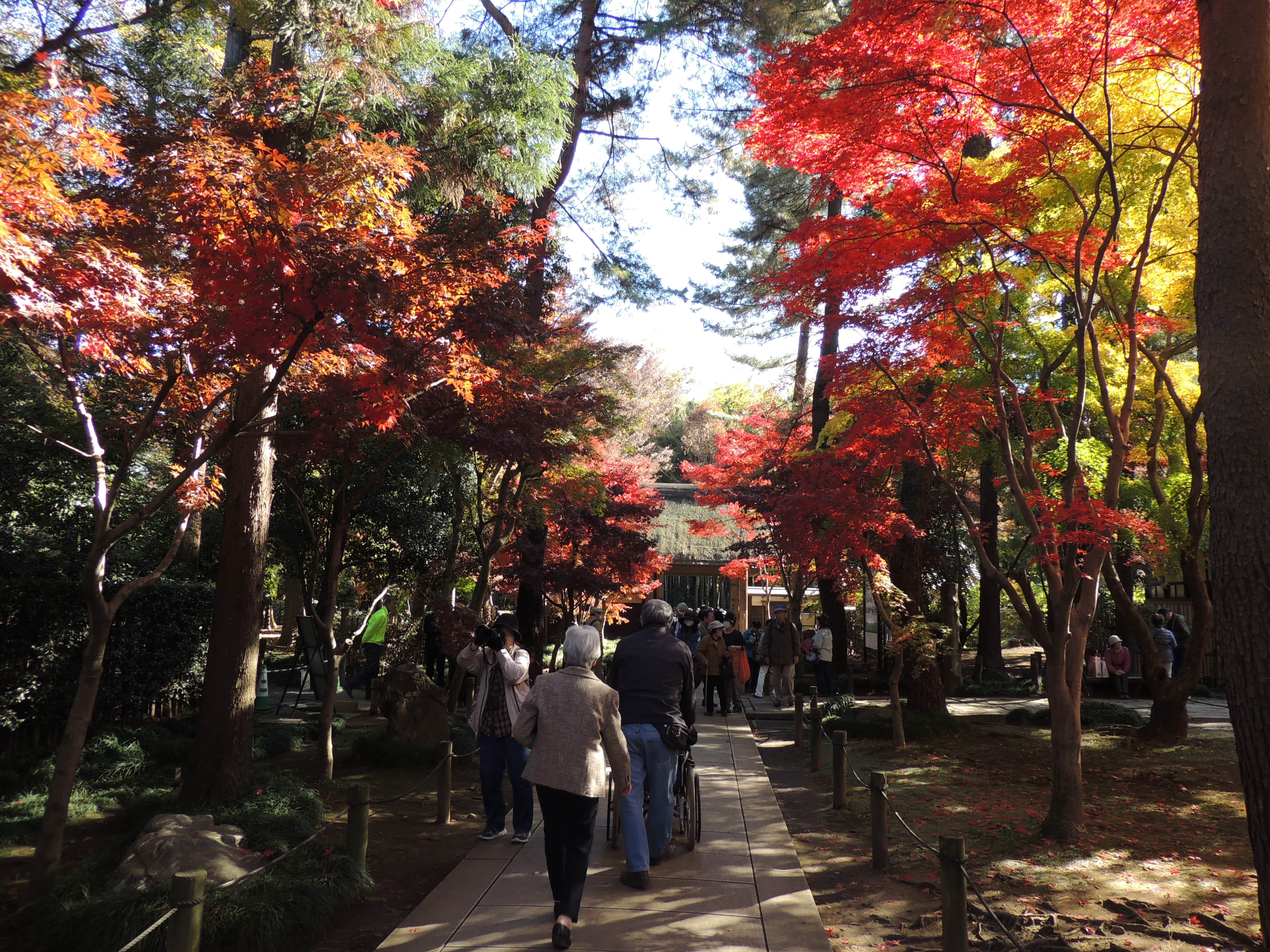 平林寺　紅葉見物